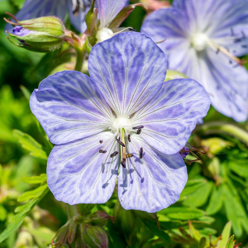 Géranium vivace pratense Mrs Kendall Clark - Géranium des prés (Flowering)