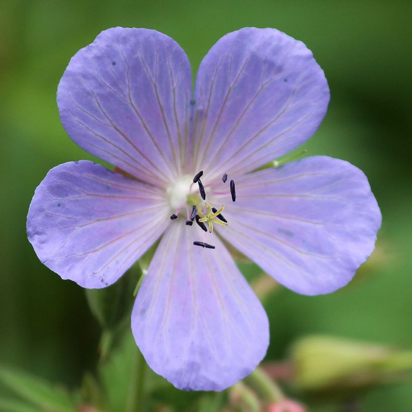 Géranium vivace pratense Victor Reiter Junior (Flowering)