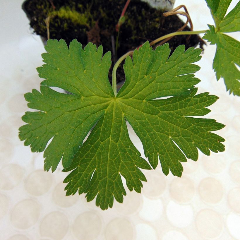 Géranium vivace psilostemon Bressingham Flair (Foliage)