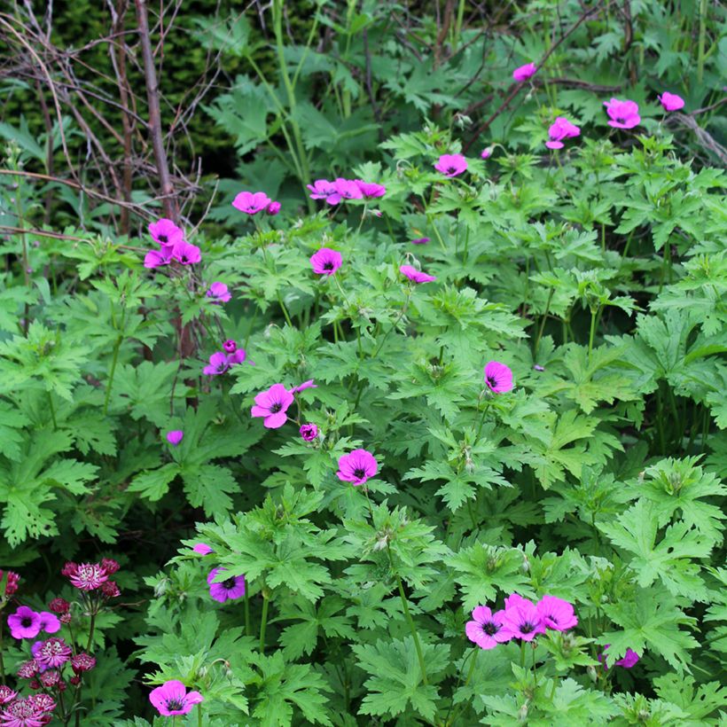 Géranium vivace psilostemon (Plant habit)