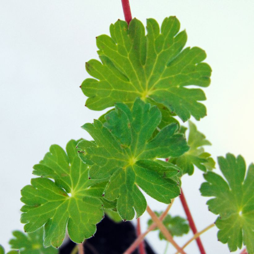 Géranium vivace pyrenaicum Bill Wallis (Foliage)