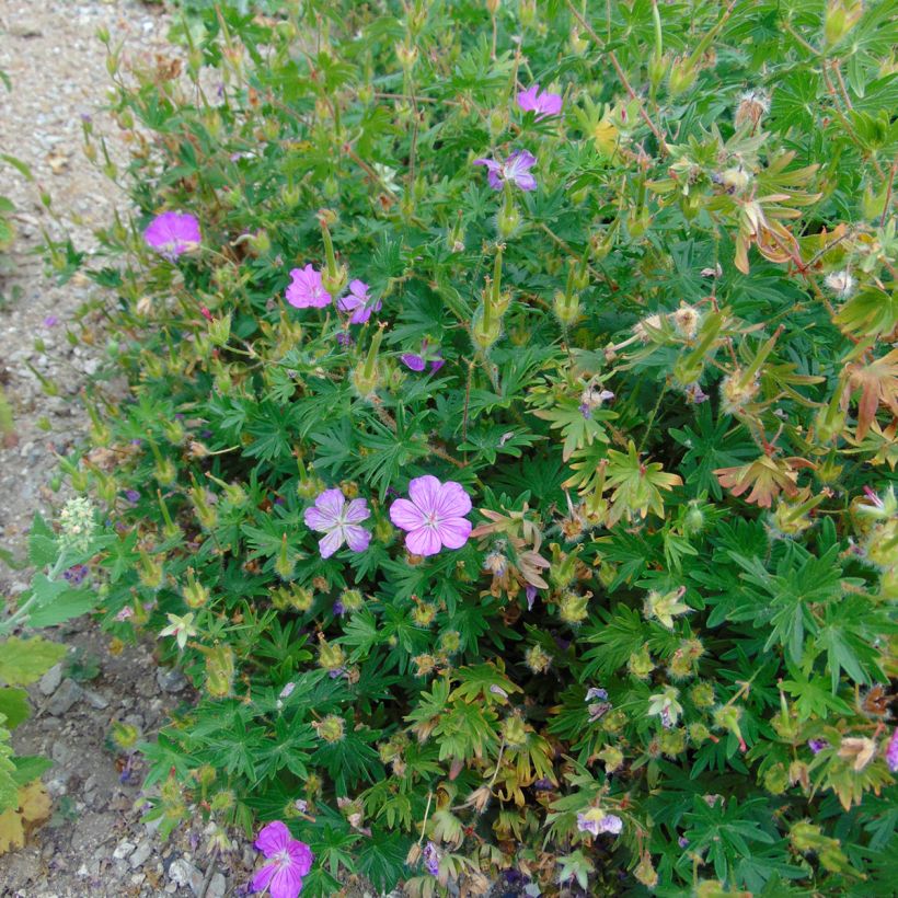 Géranium vivace sanguineum Hannelore (Plant habit)