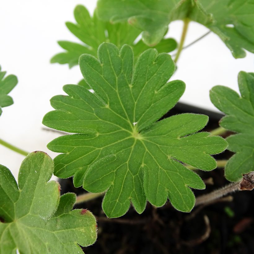 Géranium vivace sanguineum Vision (Foliage)