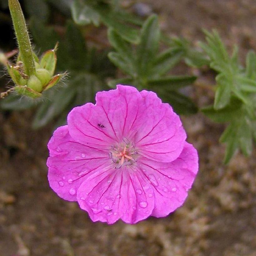Géranium vivace sanguineum Vision (Flowering)