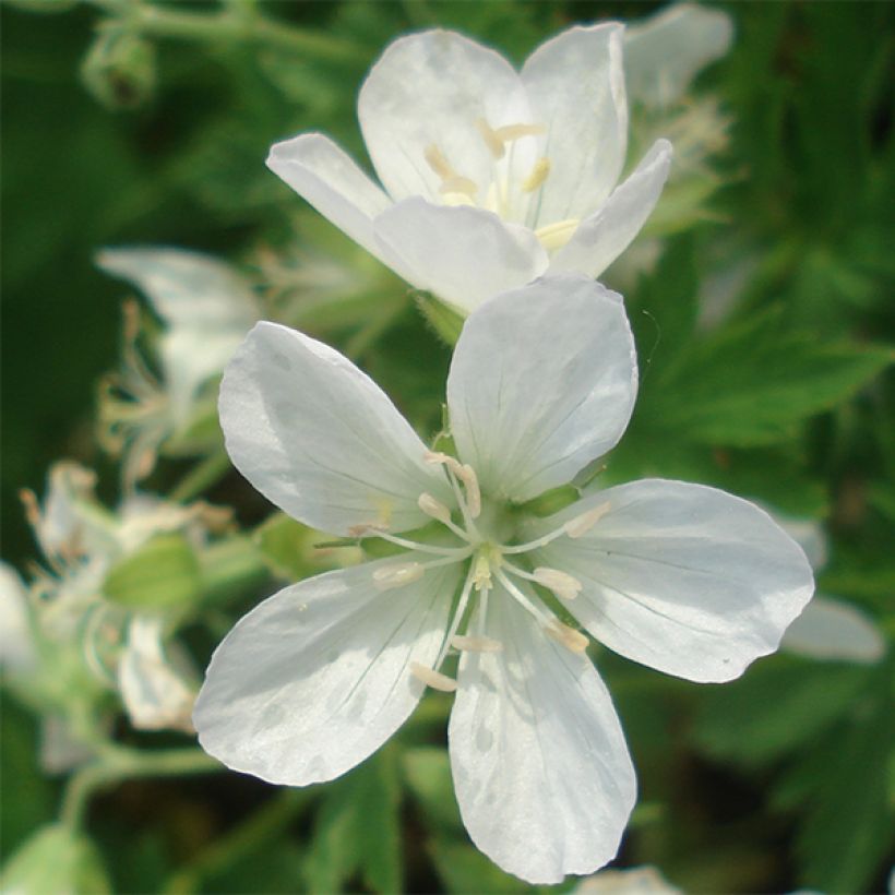 Géranium vivace sylvaticum Album (Flowering)