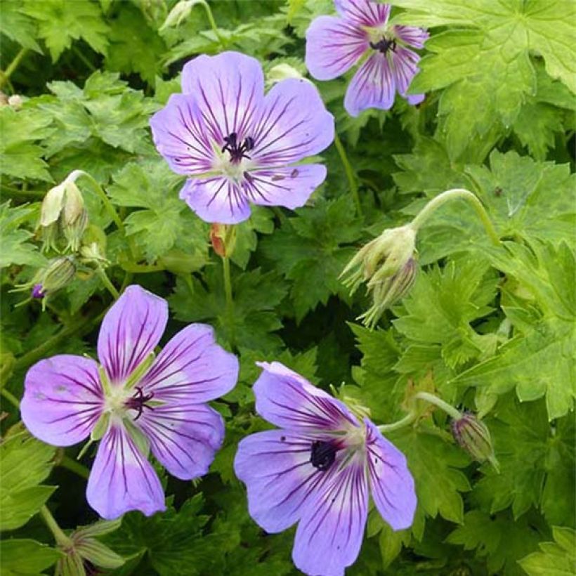 Geranium vivace wallichianum Havana Blues (Flowering)