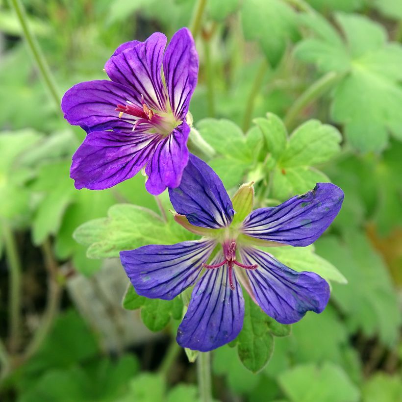 Géranium vivace wlassovianum (Flowering)