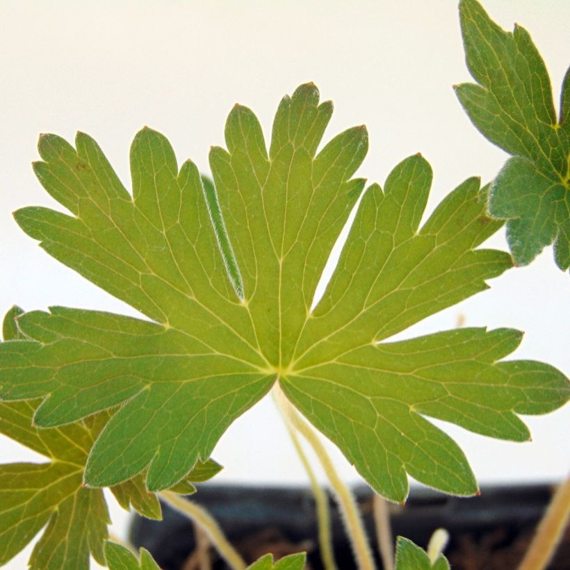 Géranium vivace wlassovianum Crug Farm (Foliage)