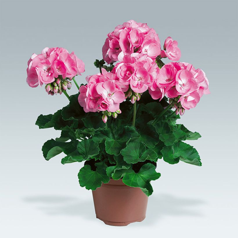 Géranium zonale Candy Rose  (Plant habit)