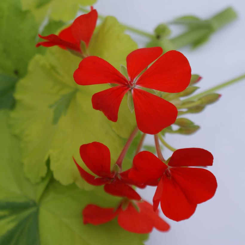 Géranium zonale Crystal Palace Gem - Pelargonium fantaisie (Flowering)