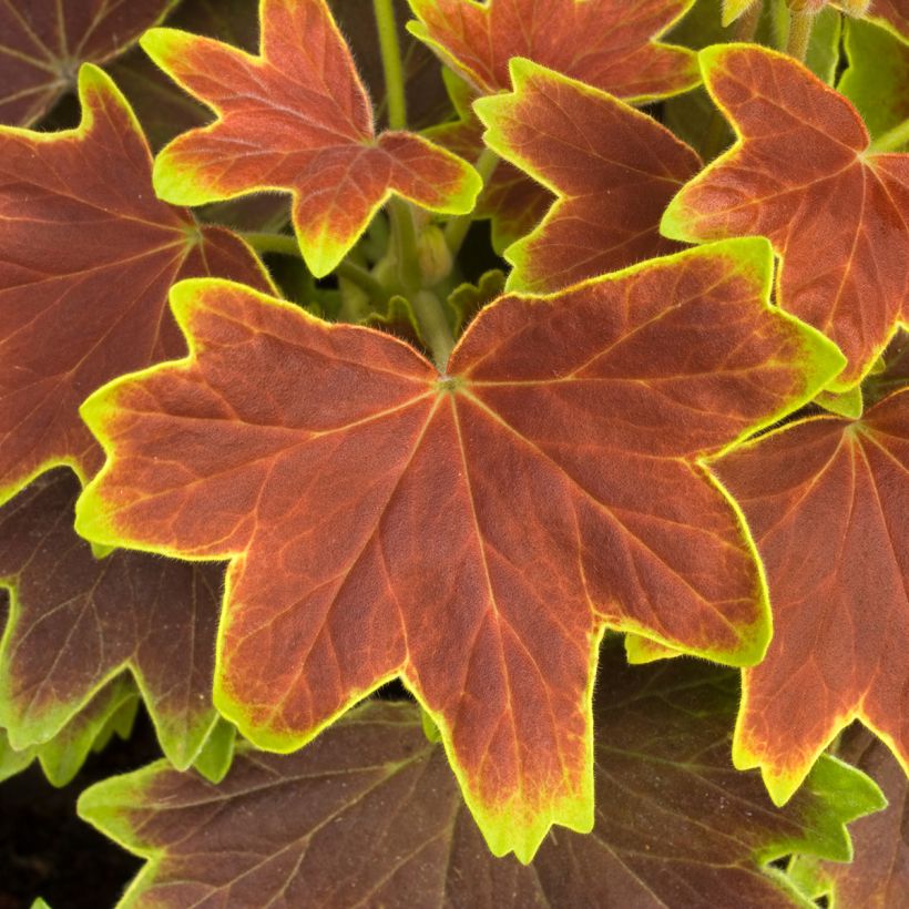 Géranium zonale Decima - Pelargonium (Foliage)