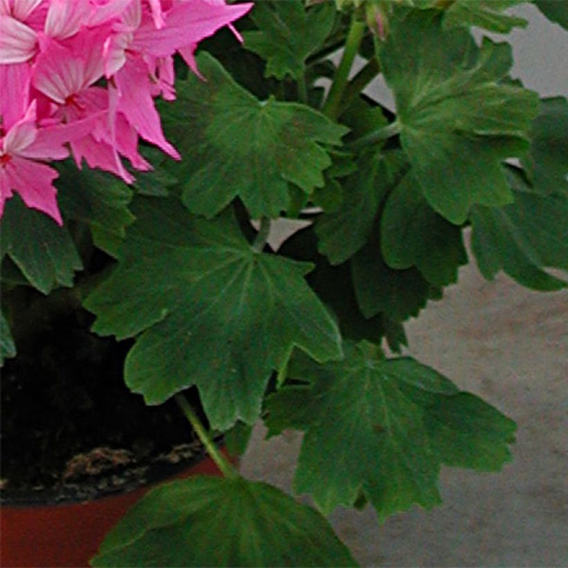 Géranium zonale Fireworks Pink  (Foliage)