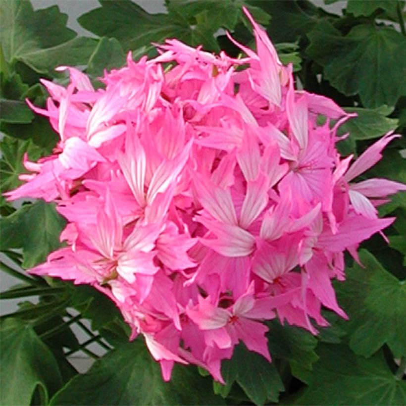 Géranium zonale Fireworks Pink  (Flowering)