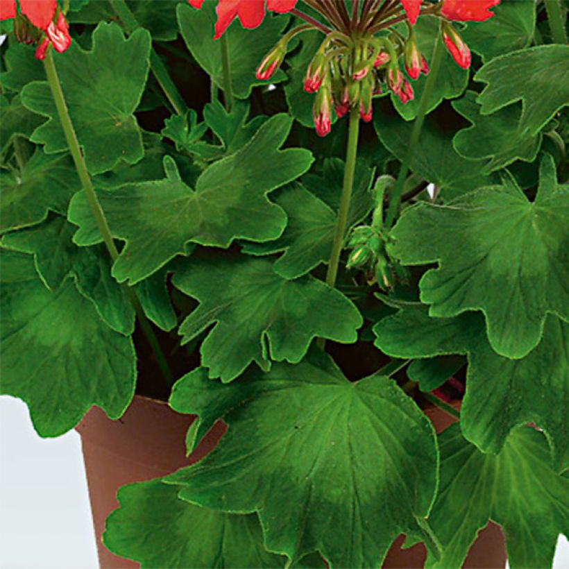 Géranium zonale Fireworks Red White (Foliage)