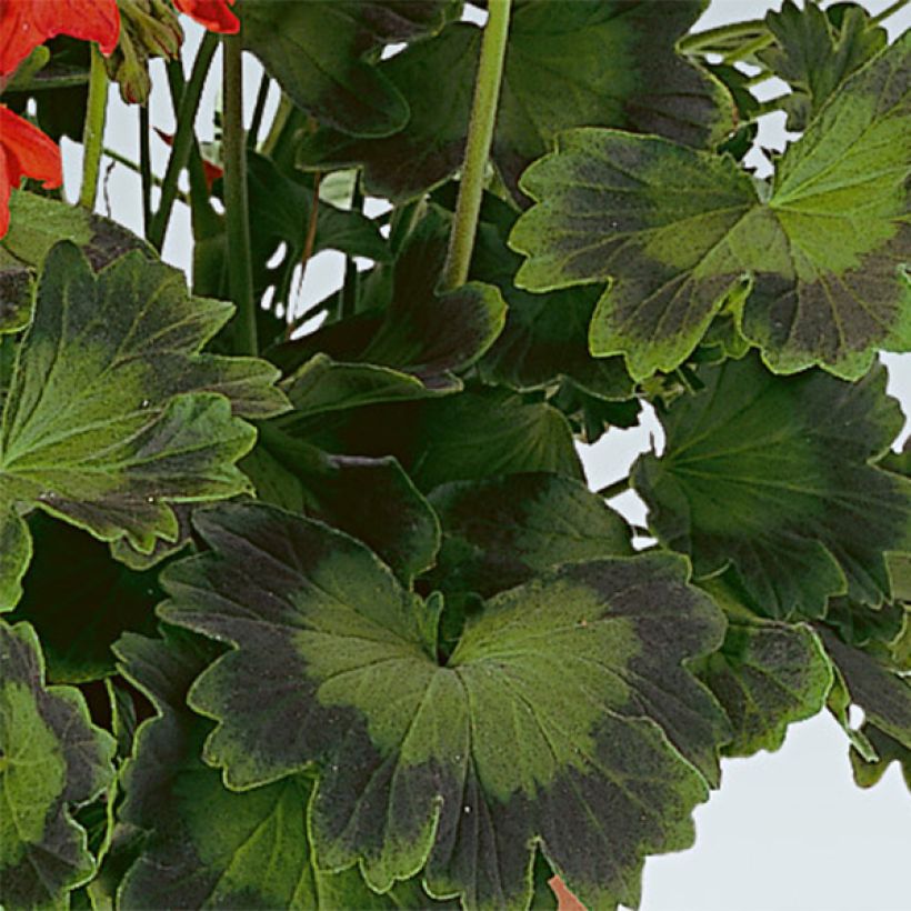 Géranium zonale Fireworks Scarlet (Foliage)