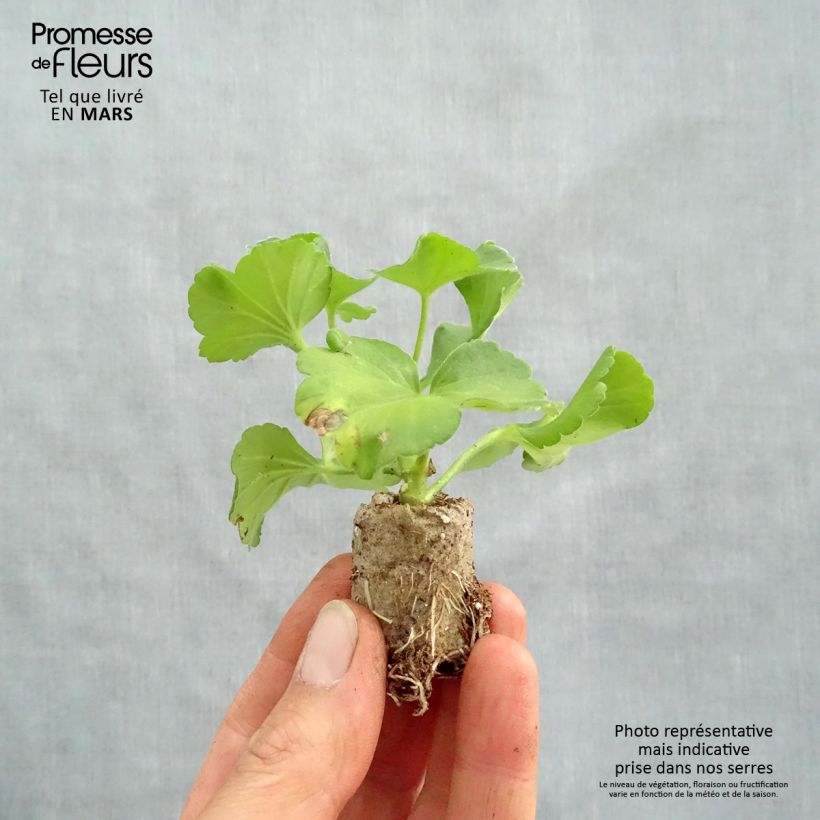 Example of Géranium zonale Flower Fairy Pink  Mini-motte Ø 3/4 cm as you get in printemps