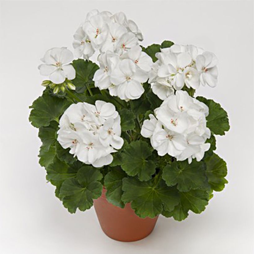 Géranium zonale Iceberg  (Plant habit)