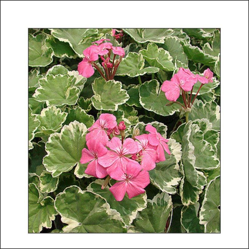 Géranium zonale Mme Salleron - Pelargonium fantaisie (Foliage)