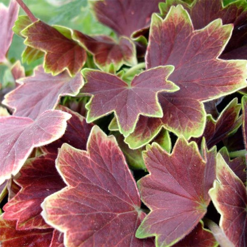 Géranium zonale Vancouver - Pelargonium  (Foliage)