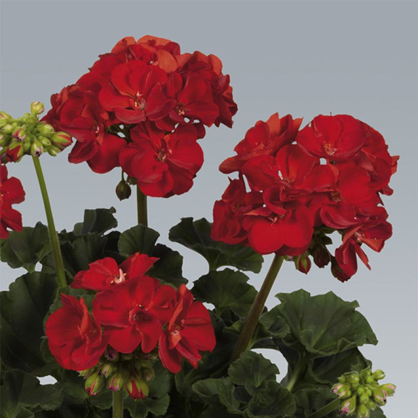 Géranium zonale Victor - Pelargonium hortorum   (Flowering)