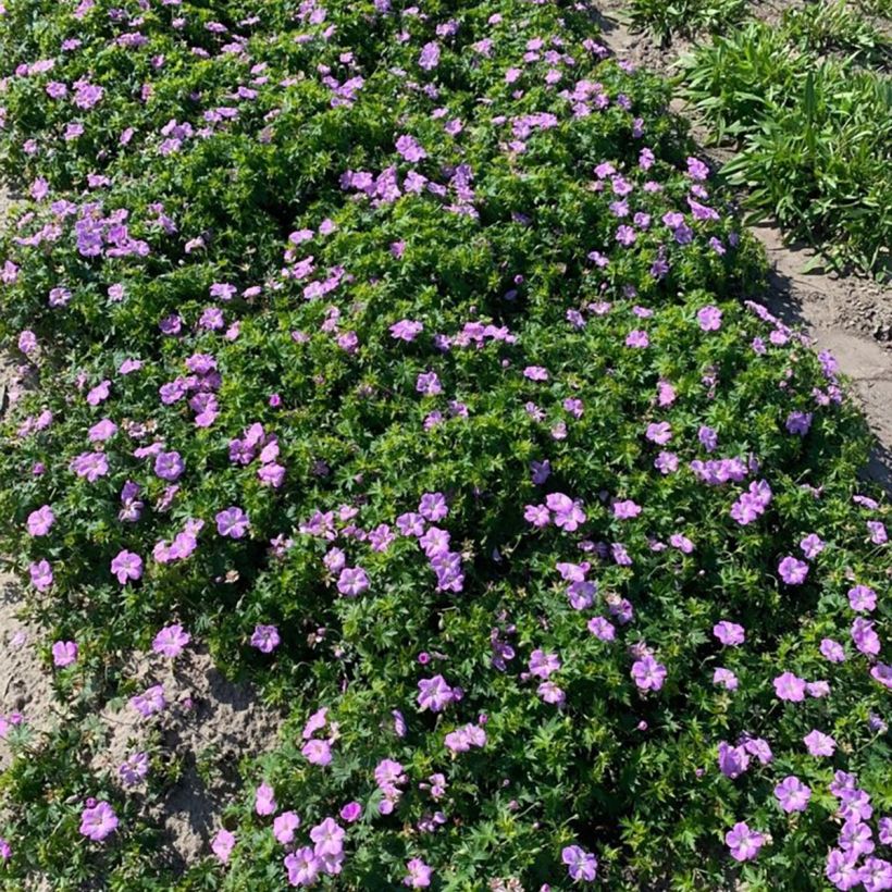 Géranium vivace sanguineum Frivolius Lilac (Plant habit)