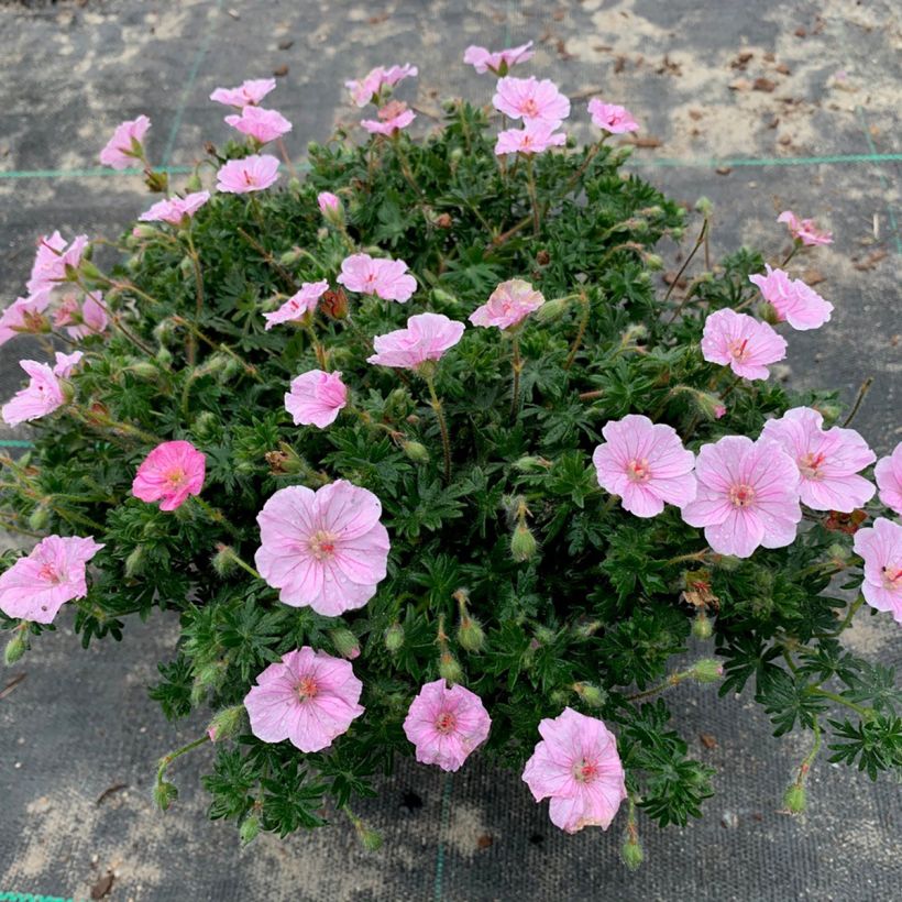 Geranium vivace sanguineum Frivolius Pink (Plant habit)