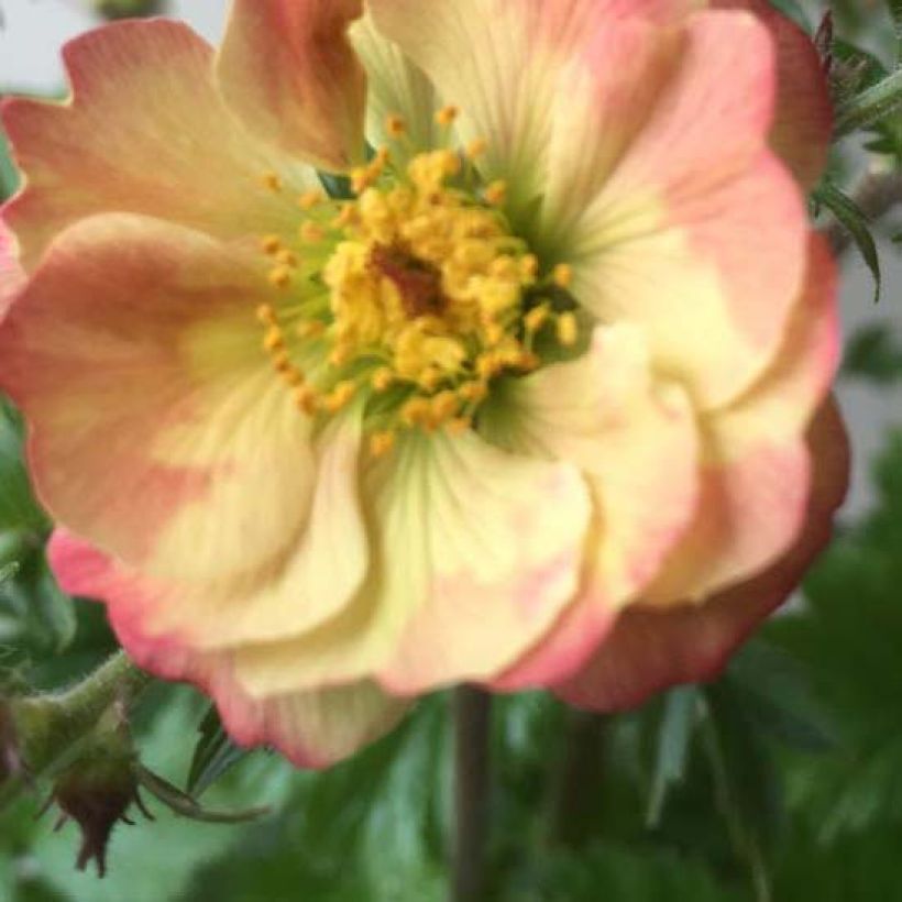 Geum Censation Lipstick - Benoîte (Flowering)