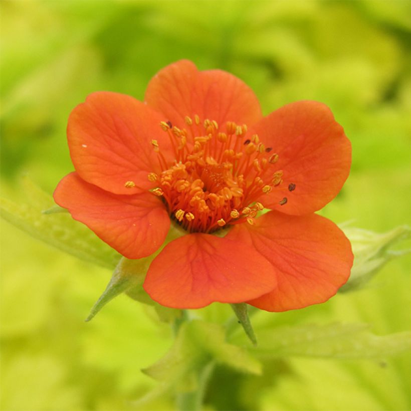 Geum Eos - Benoîte à feuillage doré et fleurs orange vif (Flowering)