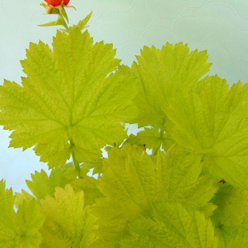 Geum Eos - Benoîte à feuillage doré et fleurs orange vif (Foliage)