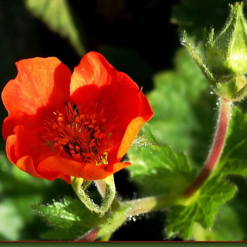 Geum Feuerball - Benoîte rouge-orangé  (Flowering)