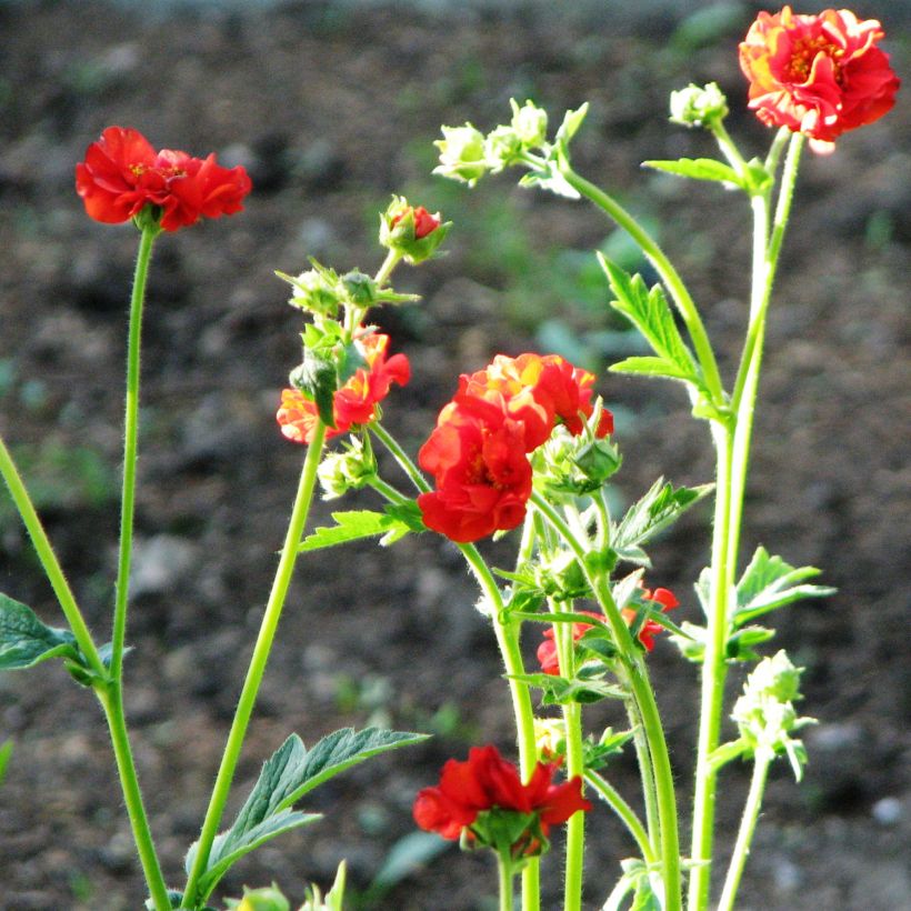 Geum Feuerball - Benoîte rouge-orangé  (Plant habit)
