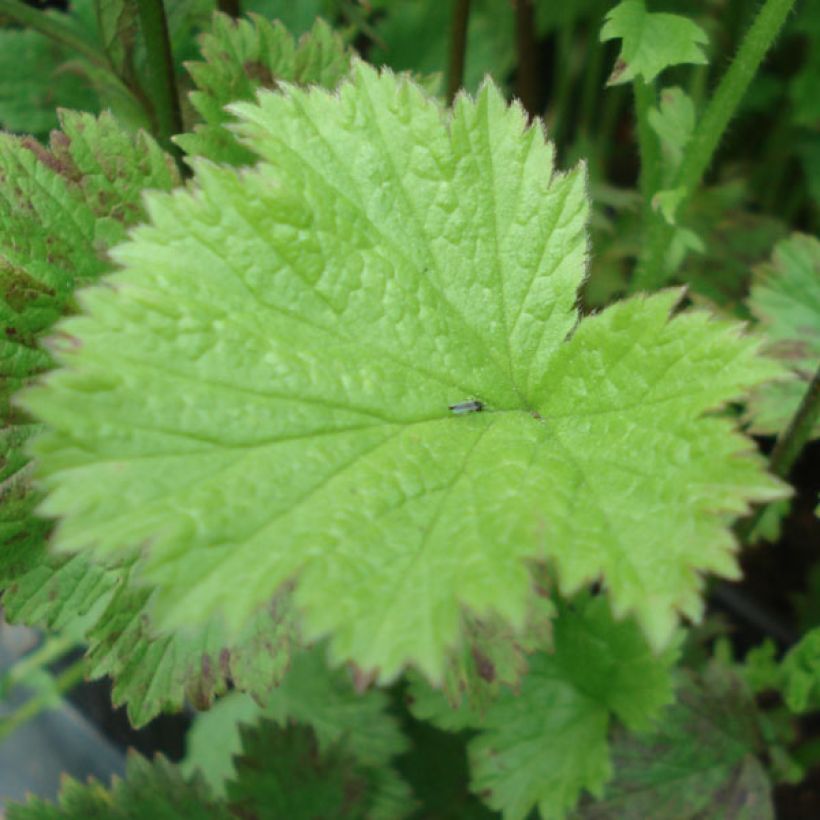 Geum Flames of Passion - Benoîte rose teintée de rouge (Foliage)