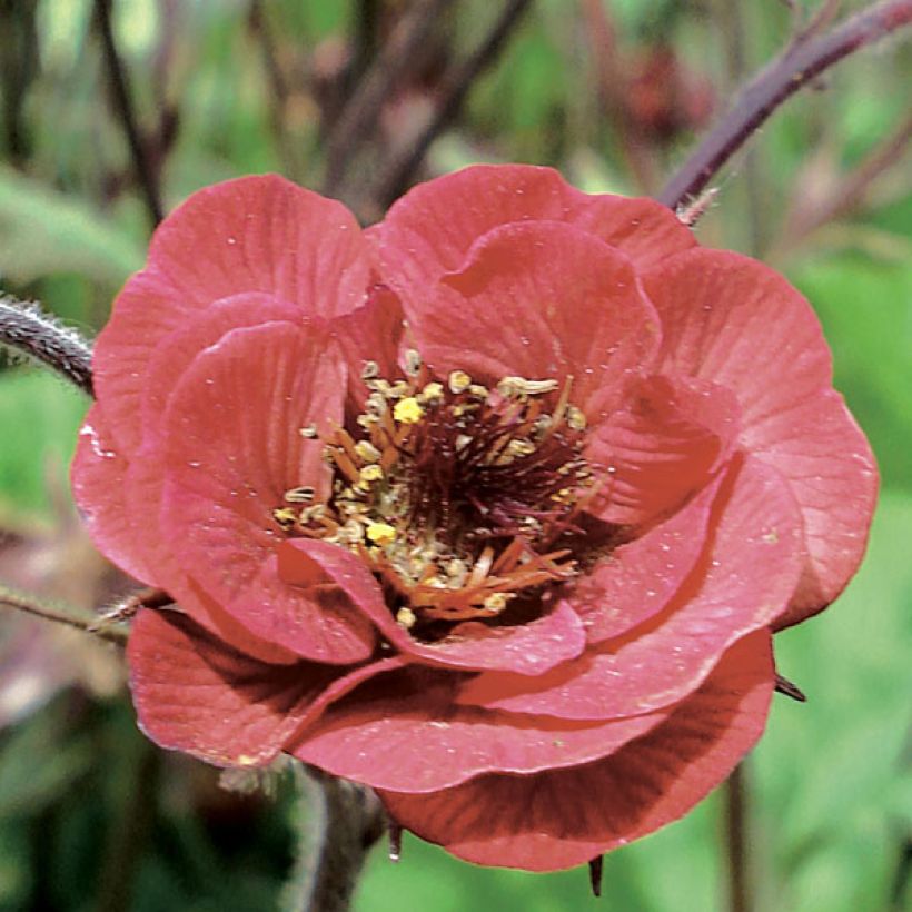 Geum Flames of Passion - Benoîte rose teintée de rouge (Flowering)