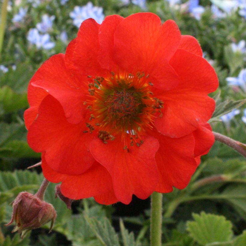 Geum coccineum Red Wings - Benoîte rouge double (Flowering)