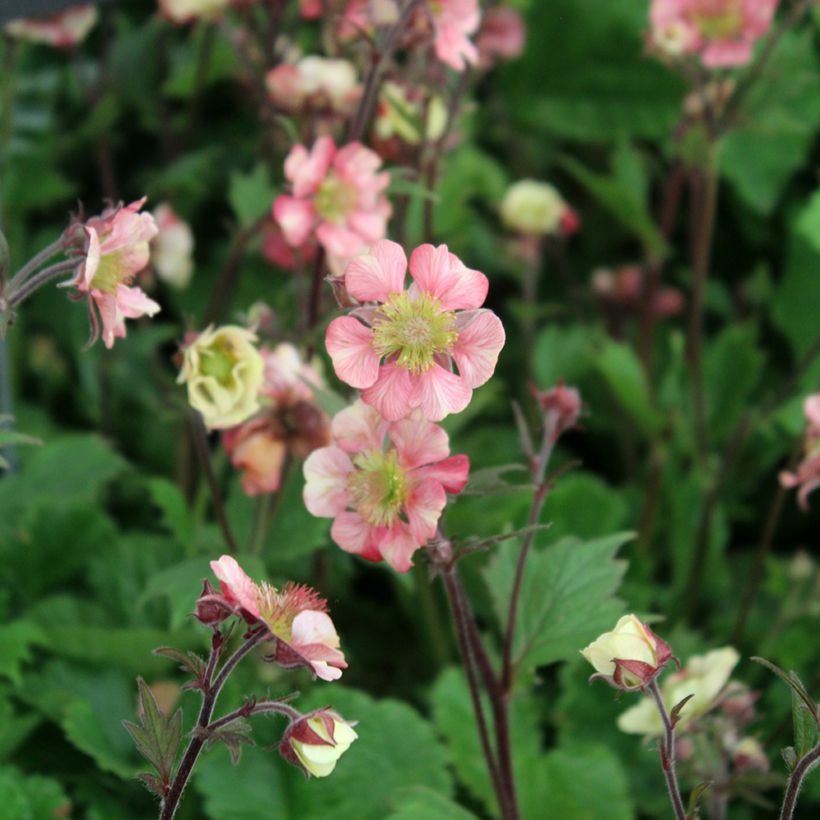 Geum Tempo Rose - Benoîte (Flowering)