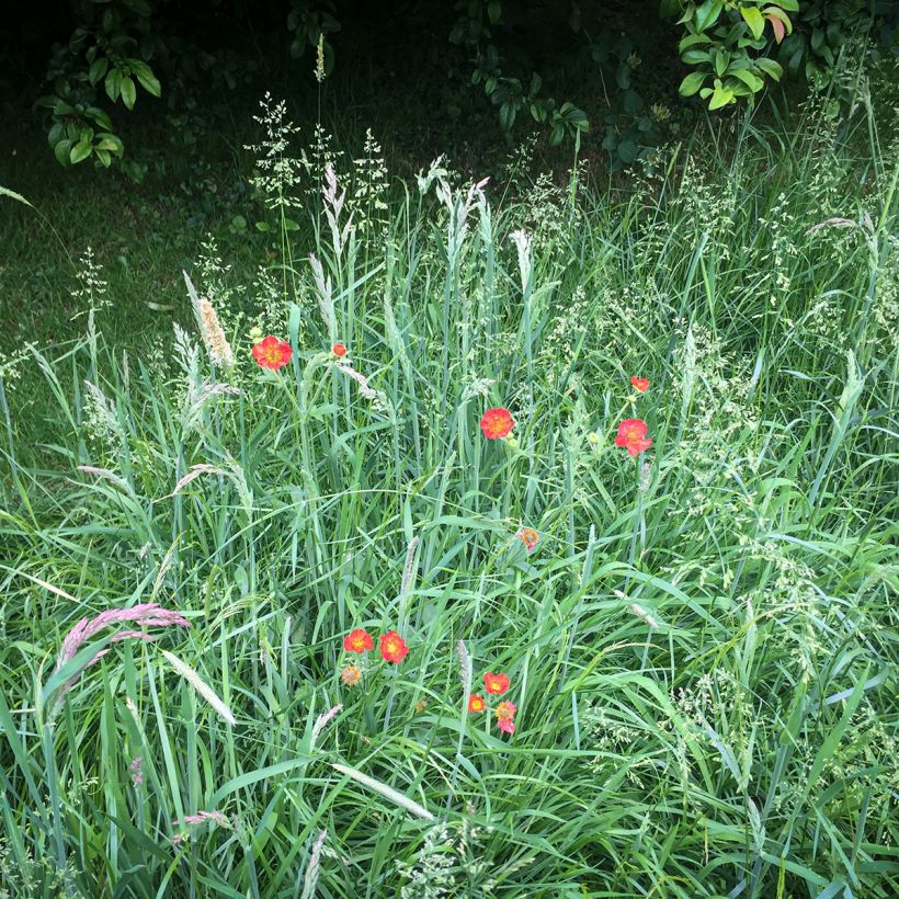 Geum chiloense Mrs Bradshaw - Benoîte rouge écarlate (Plant habit)