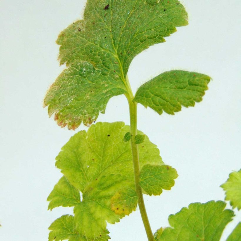 Geum coccineum Werner Arends - Benoîte orange  (Foliage)