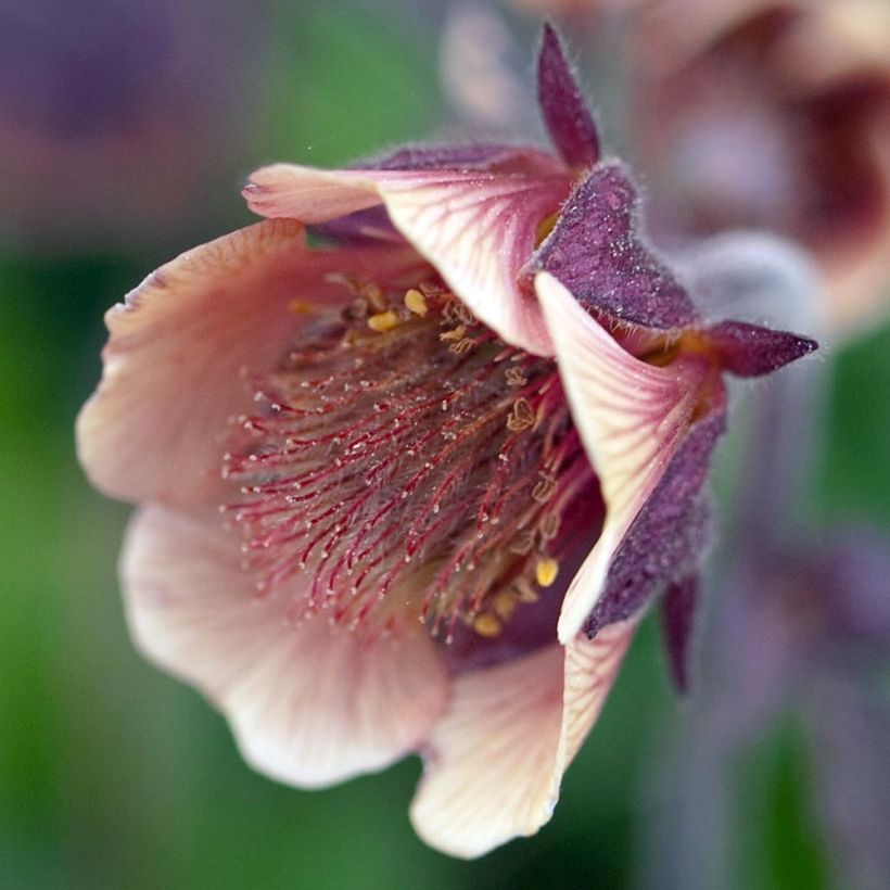 Benoîte des rives (Flowering)