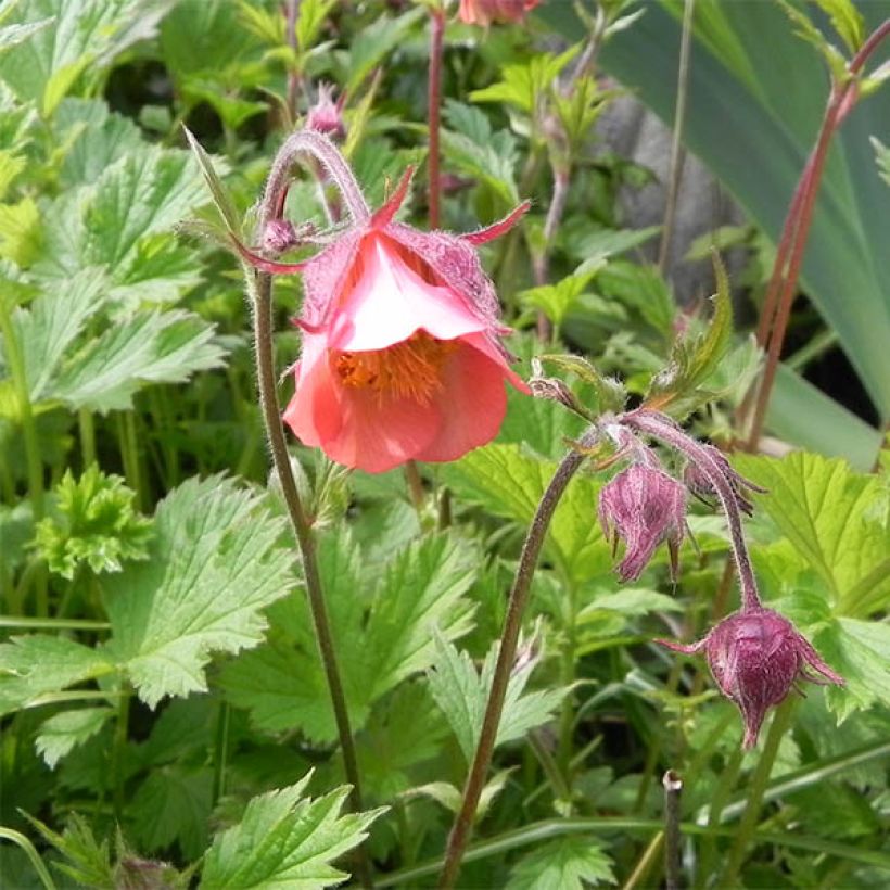 Geum rivale Leonard's Variety - Benoîte des Rives (Flowering)