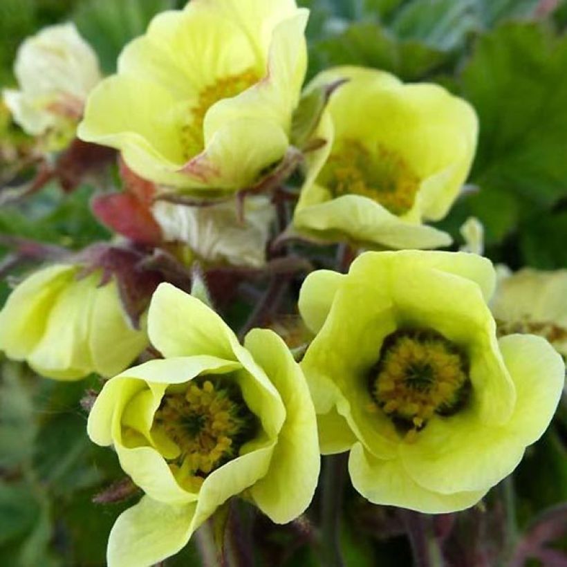 Benoîte des rives Lionel Cox (Flowering)