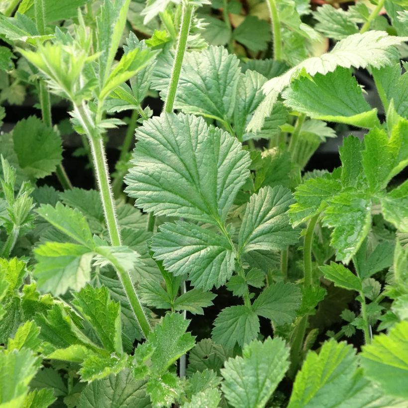 Geum Totally Tangerine - Benoîte orange vif (Foliage)