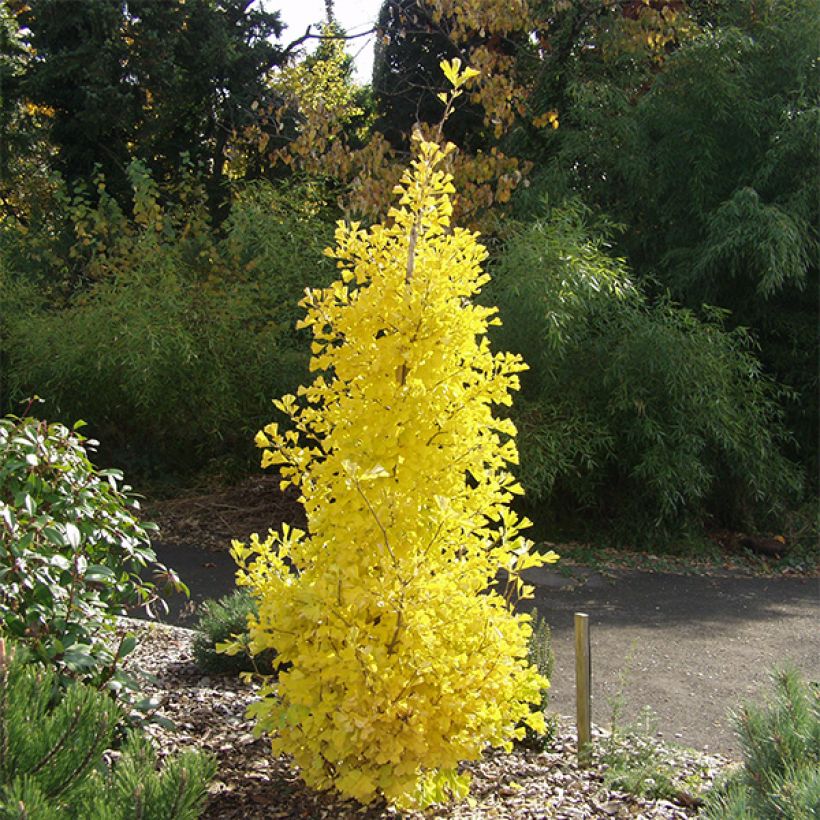Ginkgo biloba Blagon - Arbre aux quarante écus  (Plant habit)