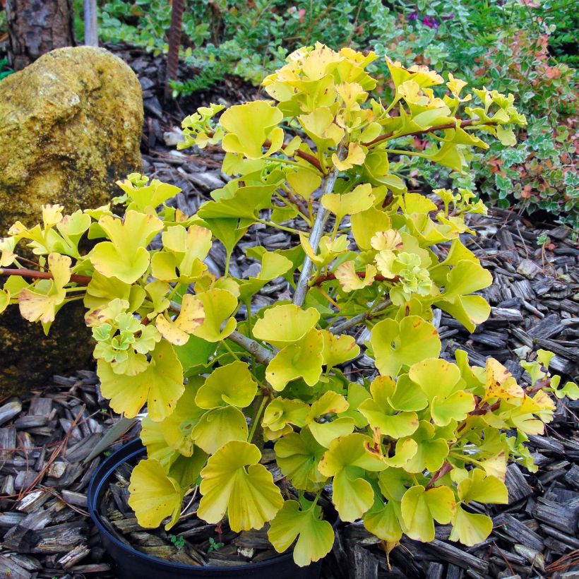 Ginkgo biloba Mariken - Arbre aux quarante écus nain (Plant habit)