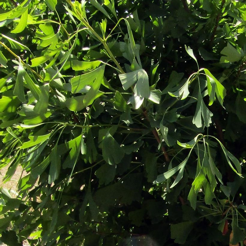 Ginkgo biloba Saratoga - Arbre aux quarante écus (Foliage)