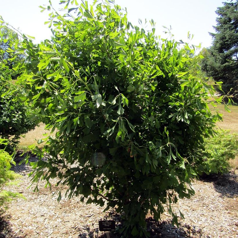 Ginkgo biloba Saratoga - Arbre aux quarante écus (Plant habit)