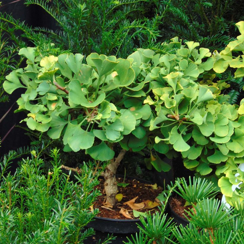 Ginkgo biloba Troll - Arbre aux quarante écus nain (Plant habit)