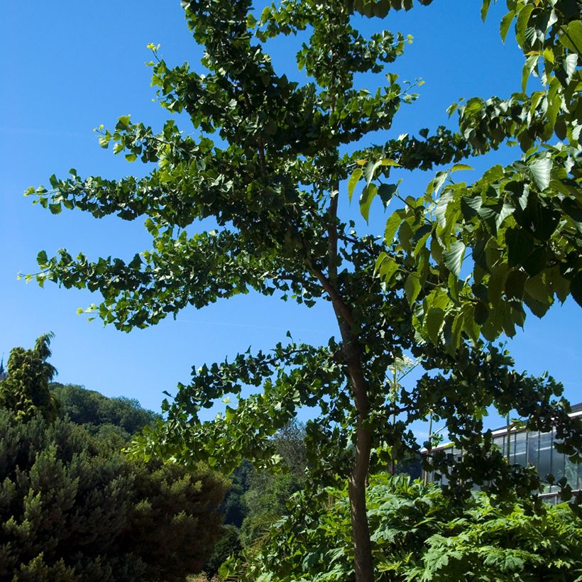Ginkgo biloba Pendula - Arbre aux quarante écus (Plant habit)