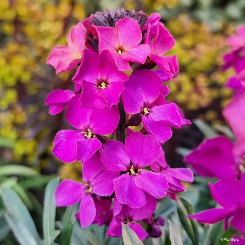 Giroflée vivace - Erysimum Colour Vibe Purple (Flowering)