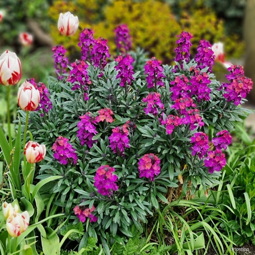 Giroflée vivace - Erysimum Colour Vibe Purple (Plant habit)