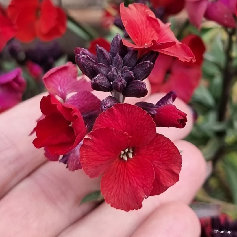 Giroflée vivace - Erysimum Colour Vibe Red (Flowering)